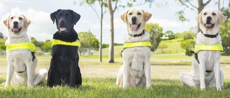 Image of four Guide Dogs in harness posing proudly on grass