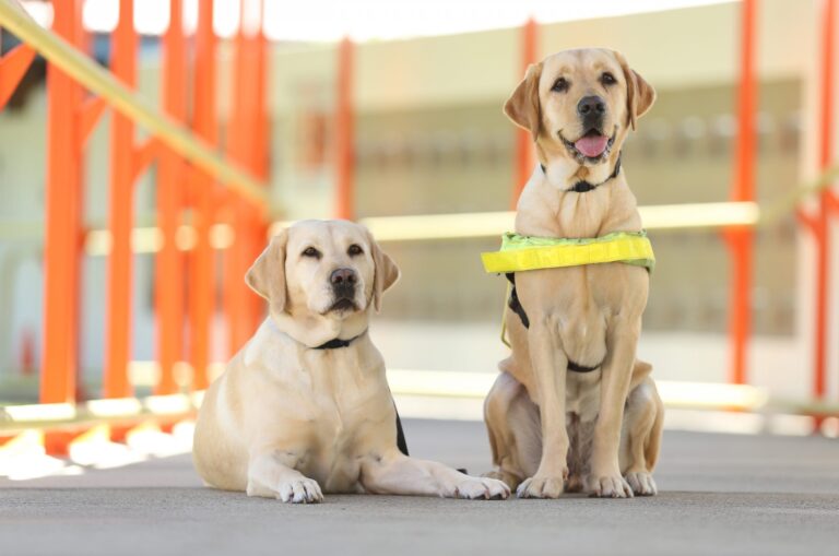 Calling on shoppers to Paws for a Cause at IGA