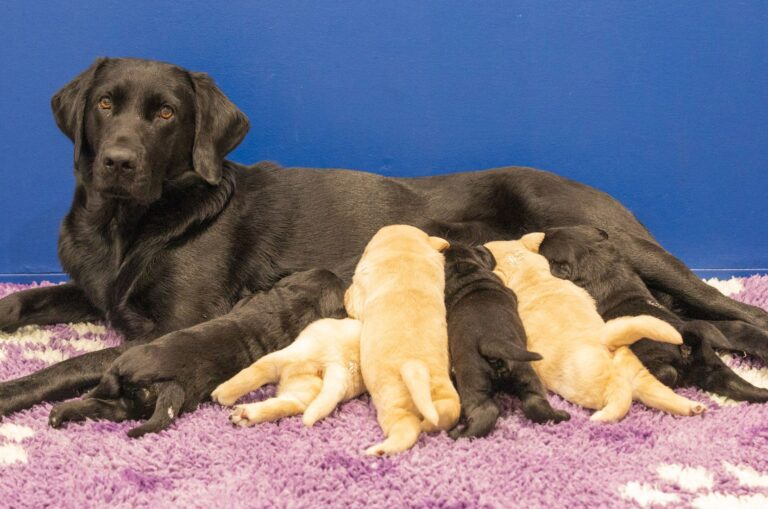 Behind the Scenes: Breeding the Next Generation of Guide Dogs