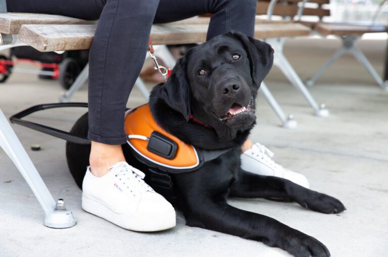 Why a Guide Dog Is Different to a Pet Dog