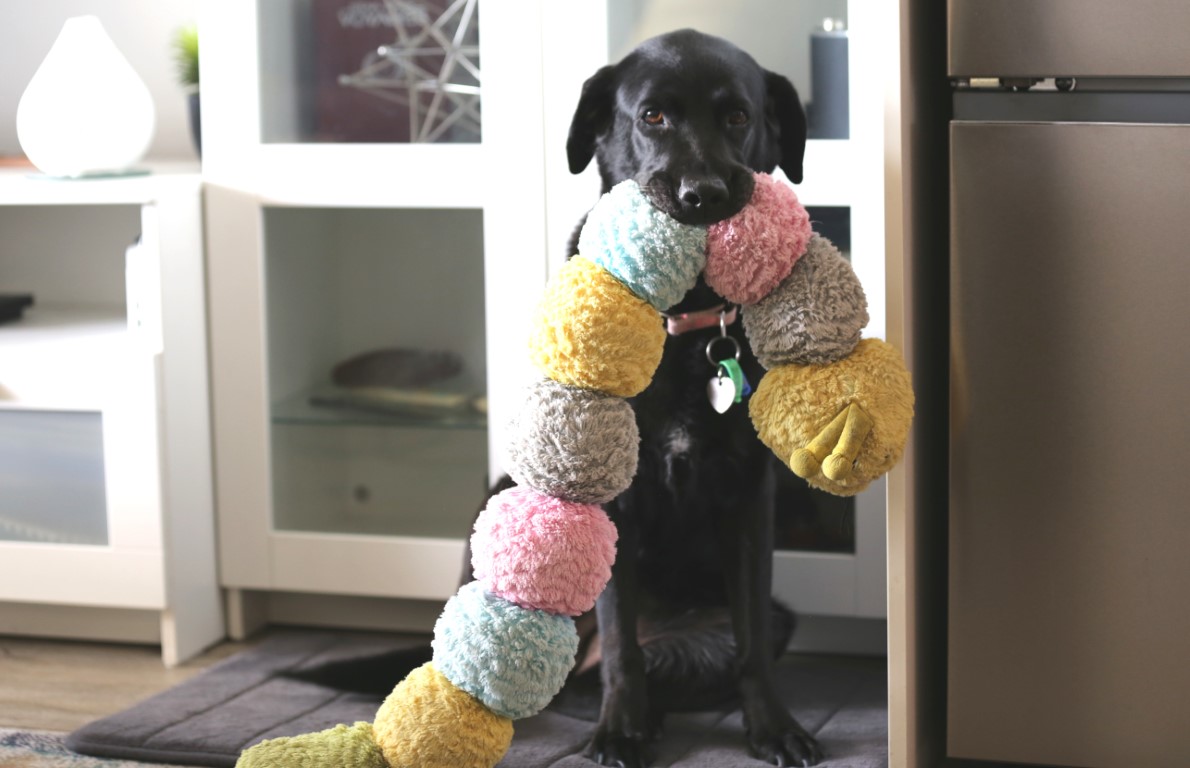Image shows a black dog indoors, looking at the camera while holding a large, fuzzy toy with pastel-colored sections.