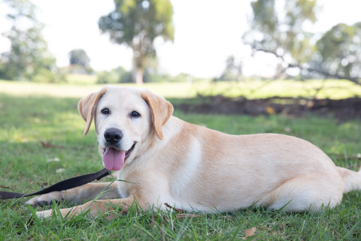 Image shows a yellow Labrador lying on green grass in a park, looking at the camera with its tongue out and a relaxed expression.