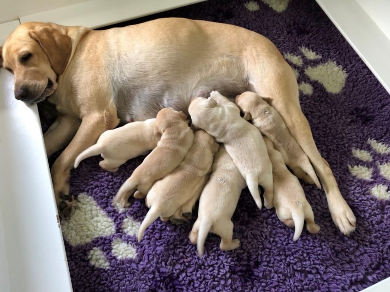 The miracle litter puppies at two weeks old with Mum Nora