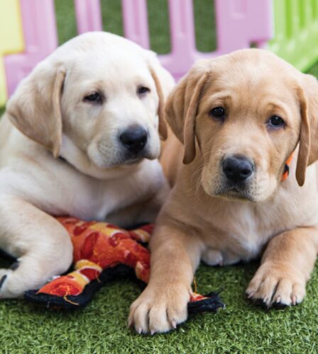 Two Guide Dog puppies.