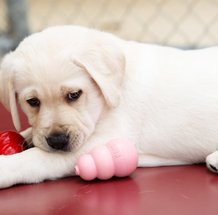 A small white Guide Dog puppy laying on a red surface surrounded by chew toys.