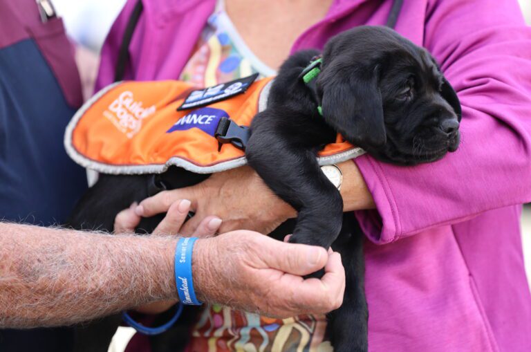 An image of black Labrador and Guide Dog pup, Davey. Davey is wearing an orange Guide Dog in training coat and is being held in the arms of Deception Bay Police Station community members.