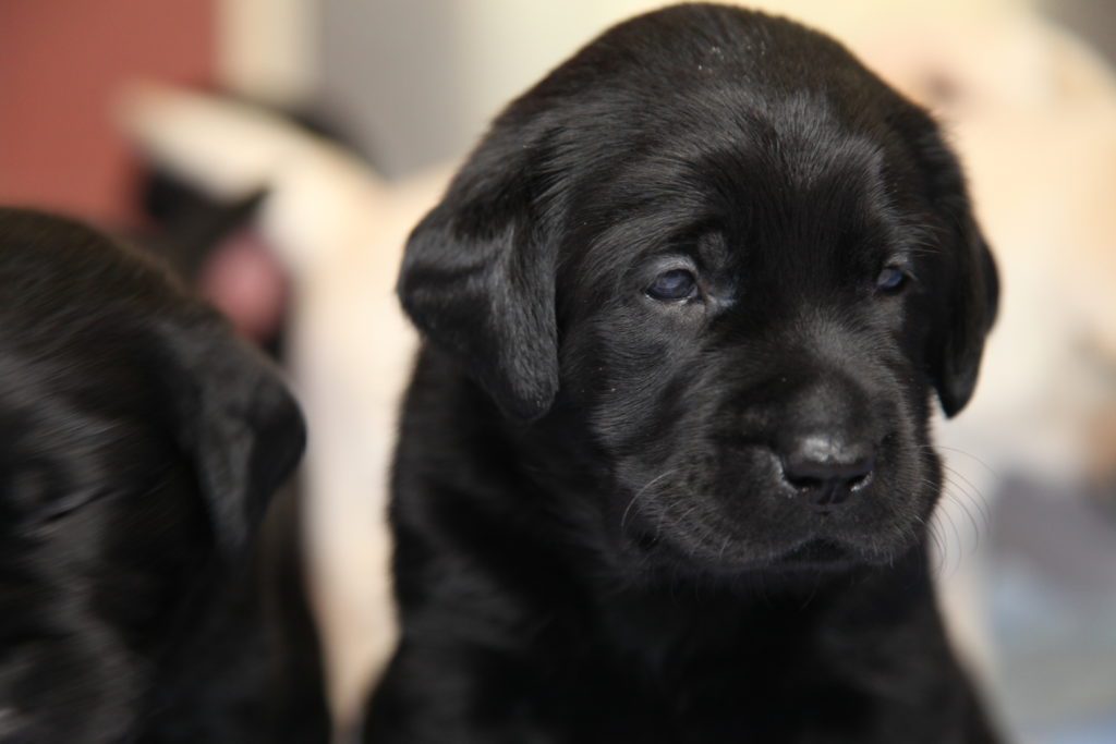 Image of a black Guide Dog puppy with a sad expression