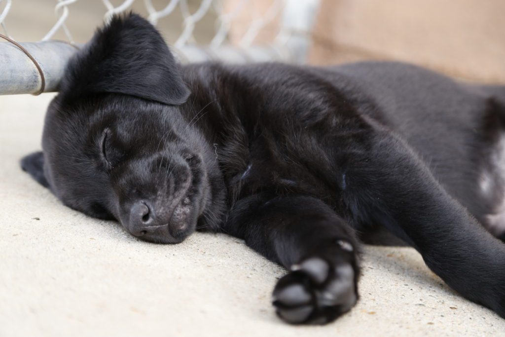 Image of a black puppy lying on the ground