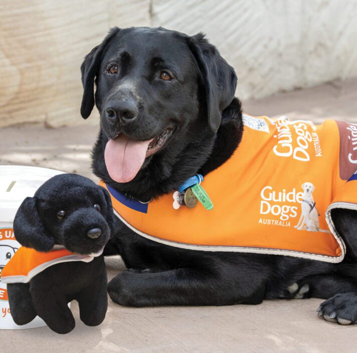 A black labrador laying down and an image of a plush puppy replica of the dog