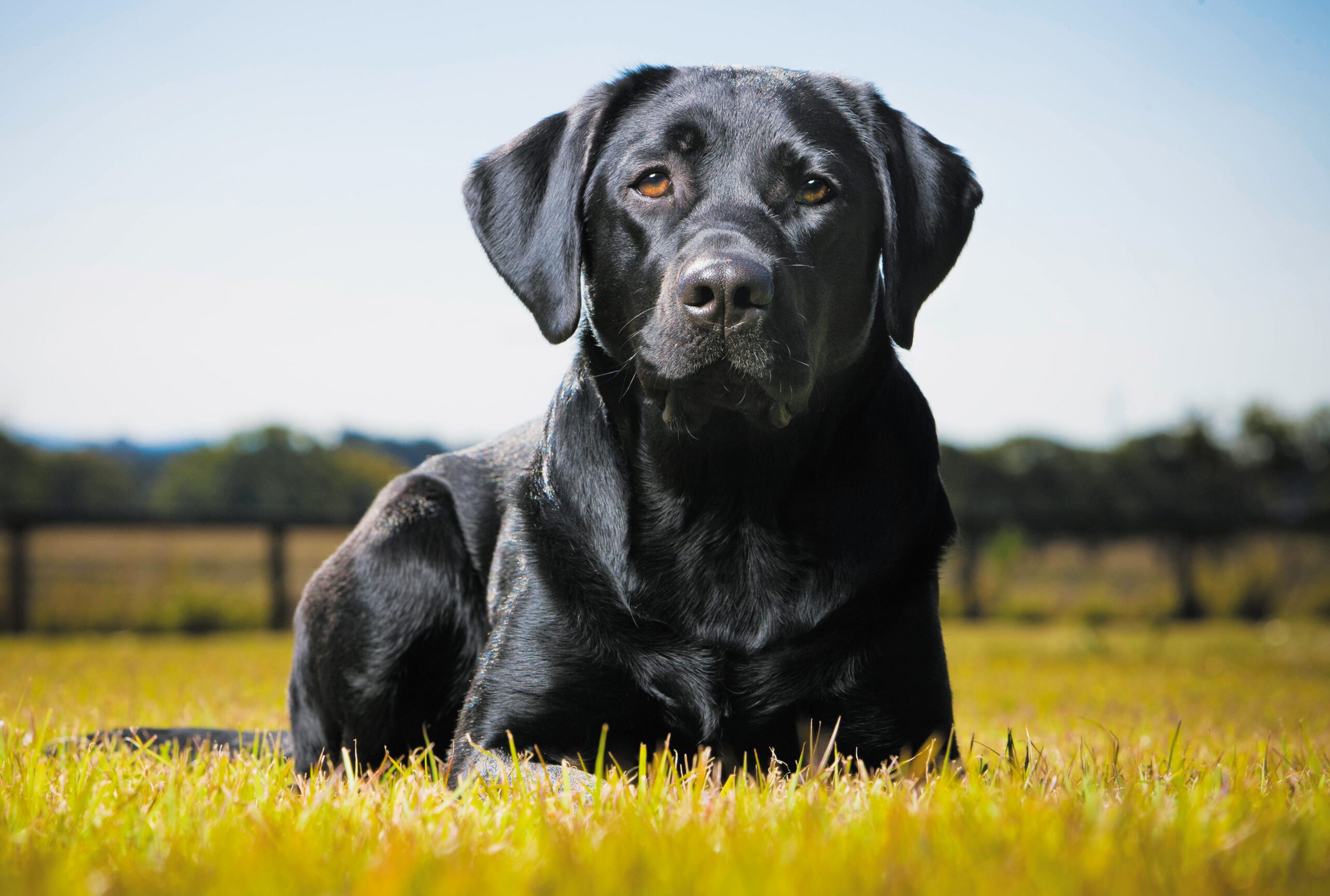 Image shows a black service dog laying in grass.