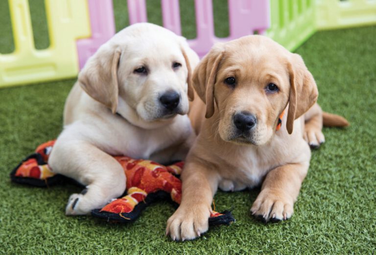 Partner with Guide Dogs