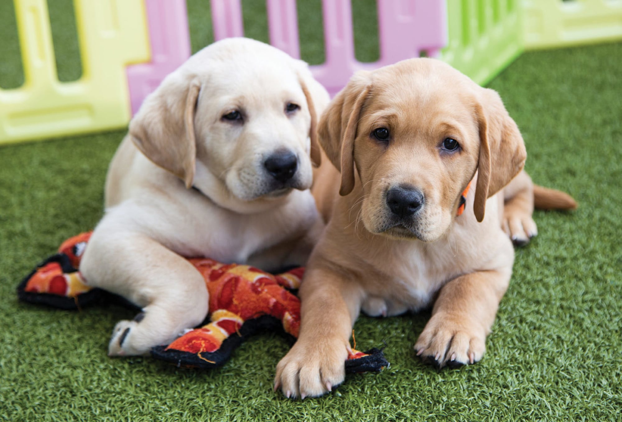 Two yellow eight week old labrador puppies sitting on some grass looking at the camera. One of the puppies has a dog toy under its front paw.