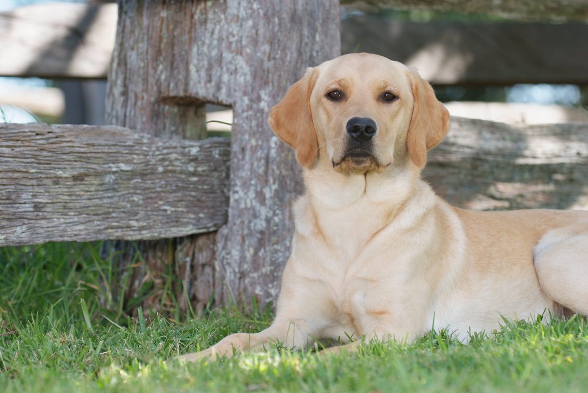 Image shows a yellow Labrador ptsd dog, laying on grass.
