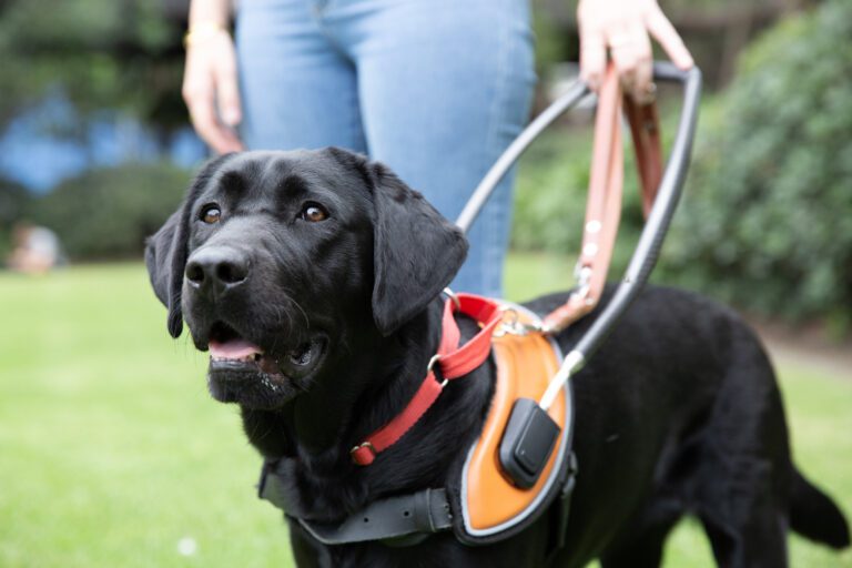 Guide Dog Access and Etiquette