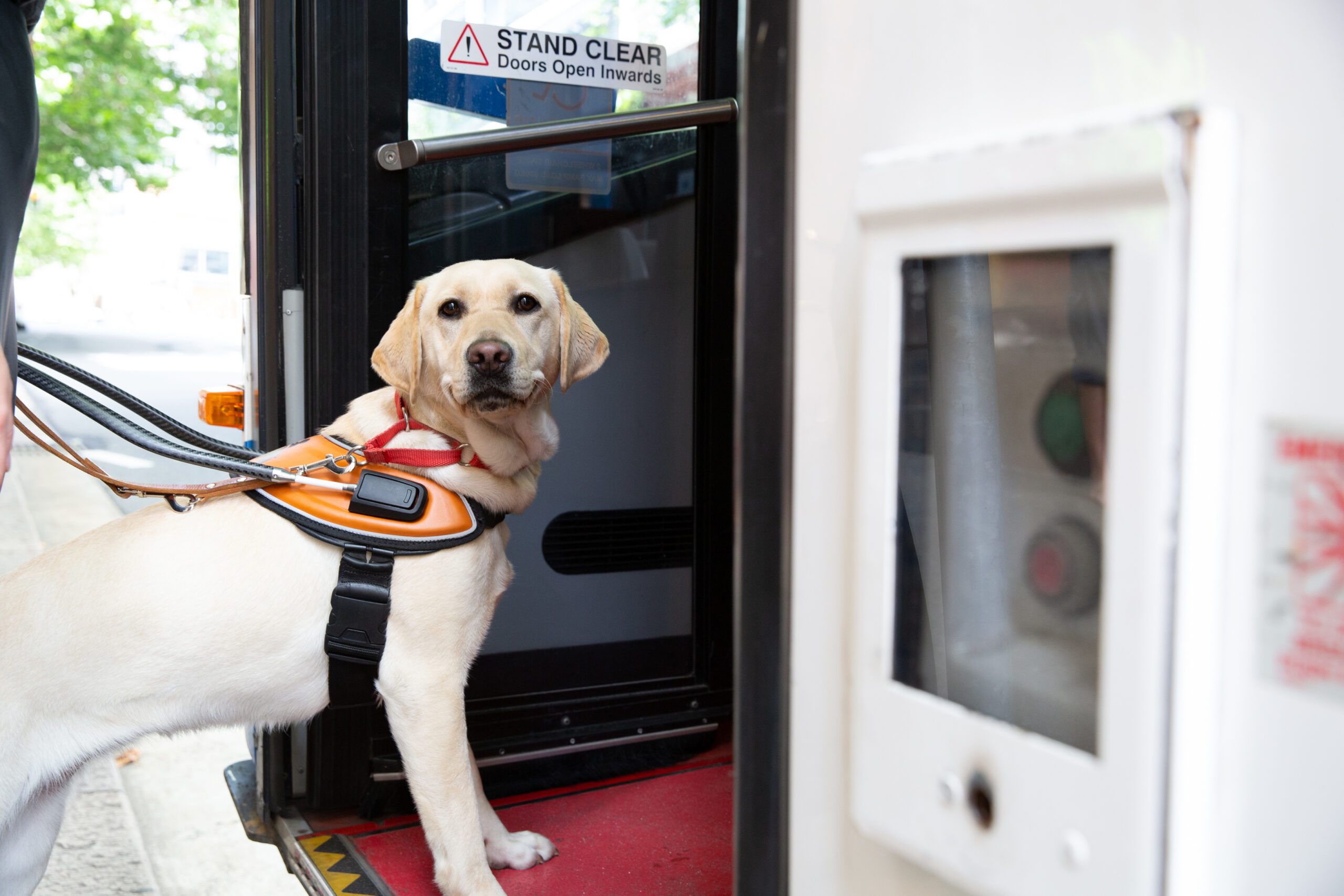 A Guide Dog walking on to a bus.