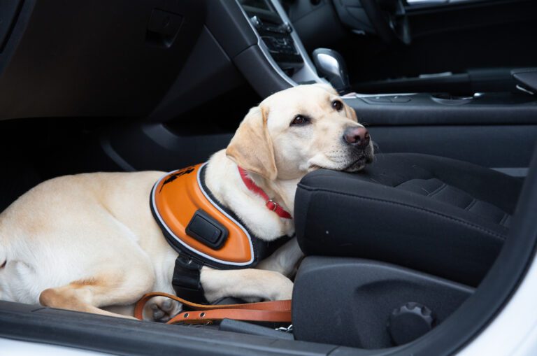 Image shows a Guide Dog sitting in the front seat of a vehicle.