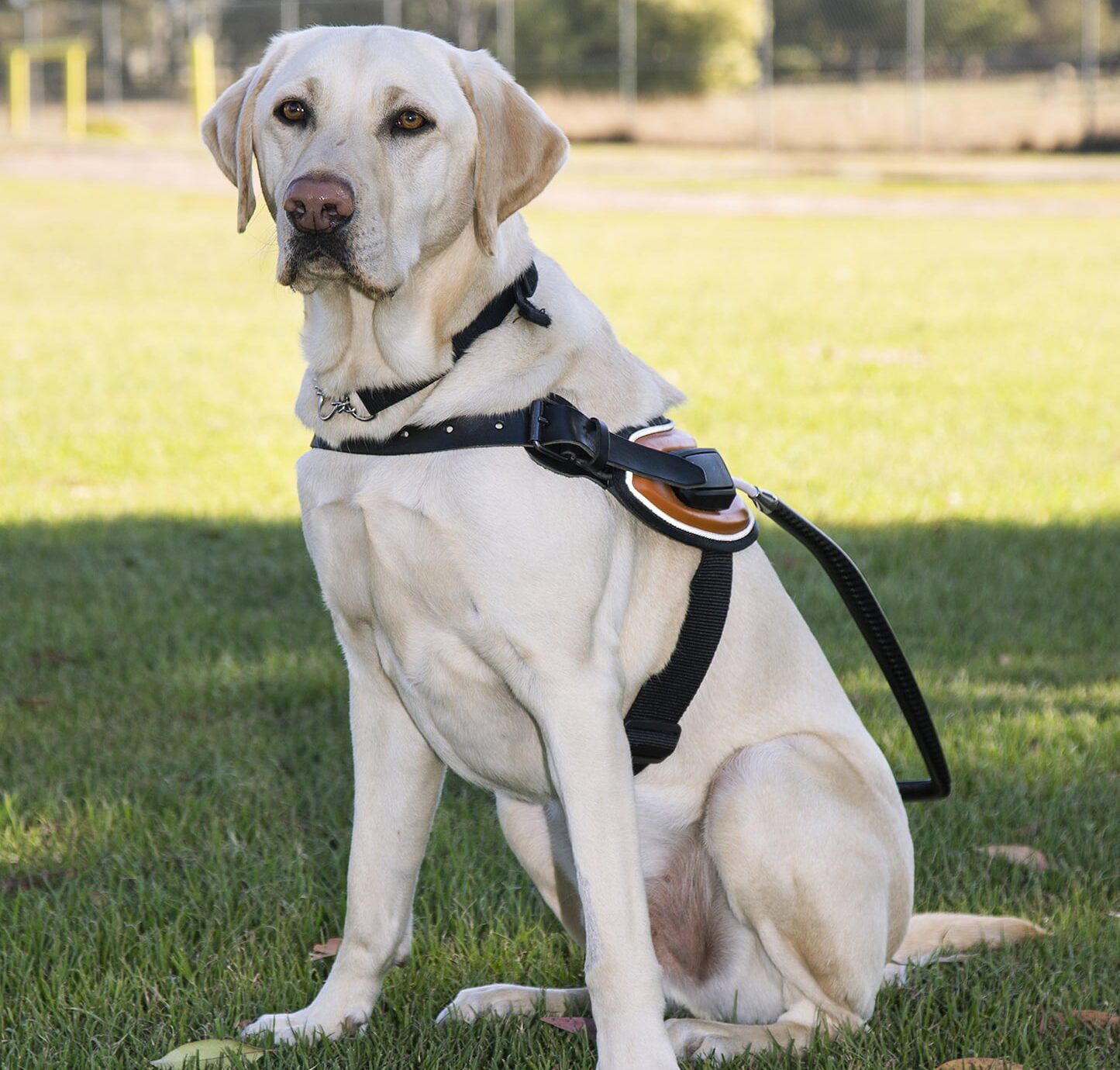 Guide Dog Hector, a yellow labrador, sitting outside wearing a harness