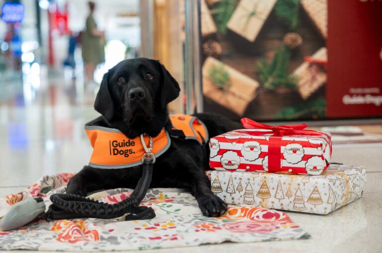 A black Labrador wearing a Guide Dog coat is pictured lying on a colourful rug next to two wrapped presents.