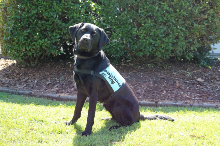 Psychological Assistance Dogs (PTSD Dogs)