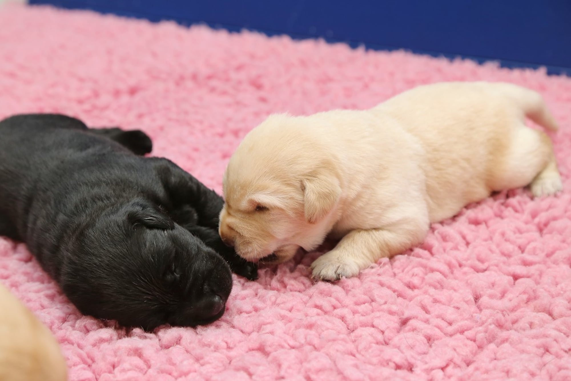 Two four week old labrador puppies, one black and one white, laying on a pink blanket next to each other.