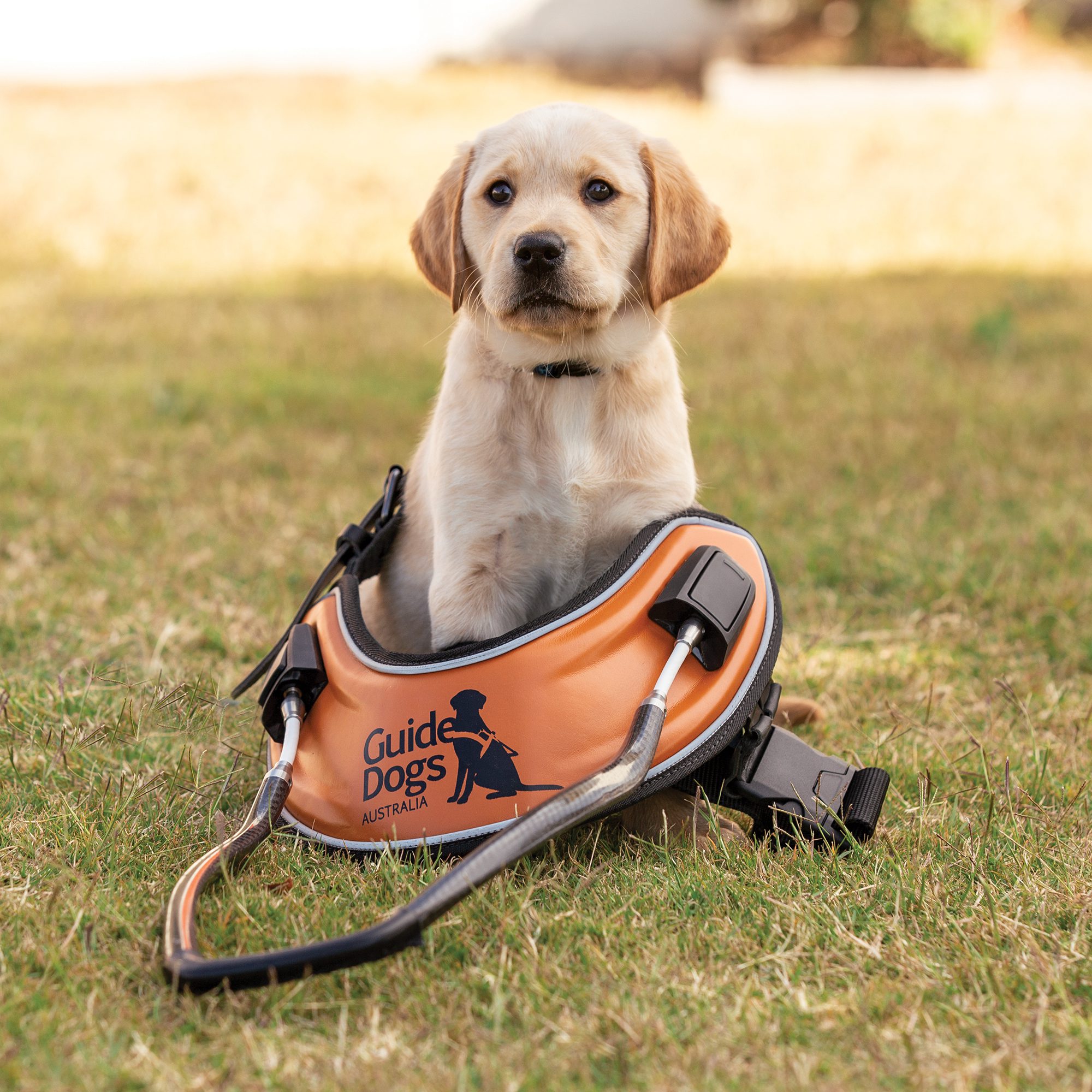 Yellow Labrador puppy sitting on the grass. In front of the puppy is an orange Guide Dog harness.