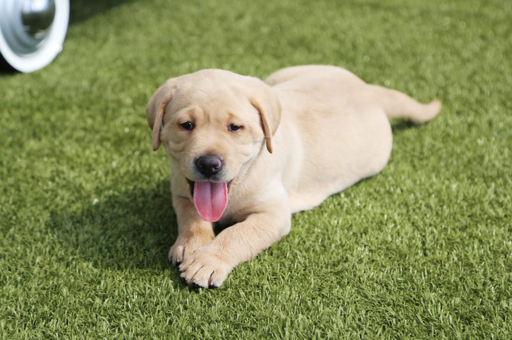 Image of a yellow Guide Dog puppy lying on grass with its tongue out