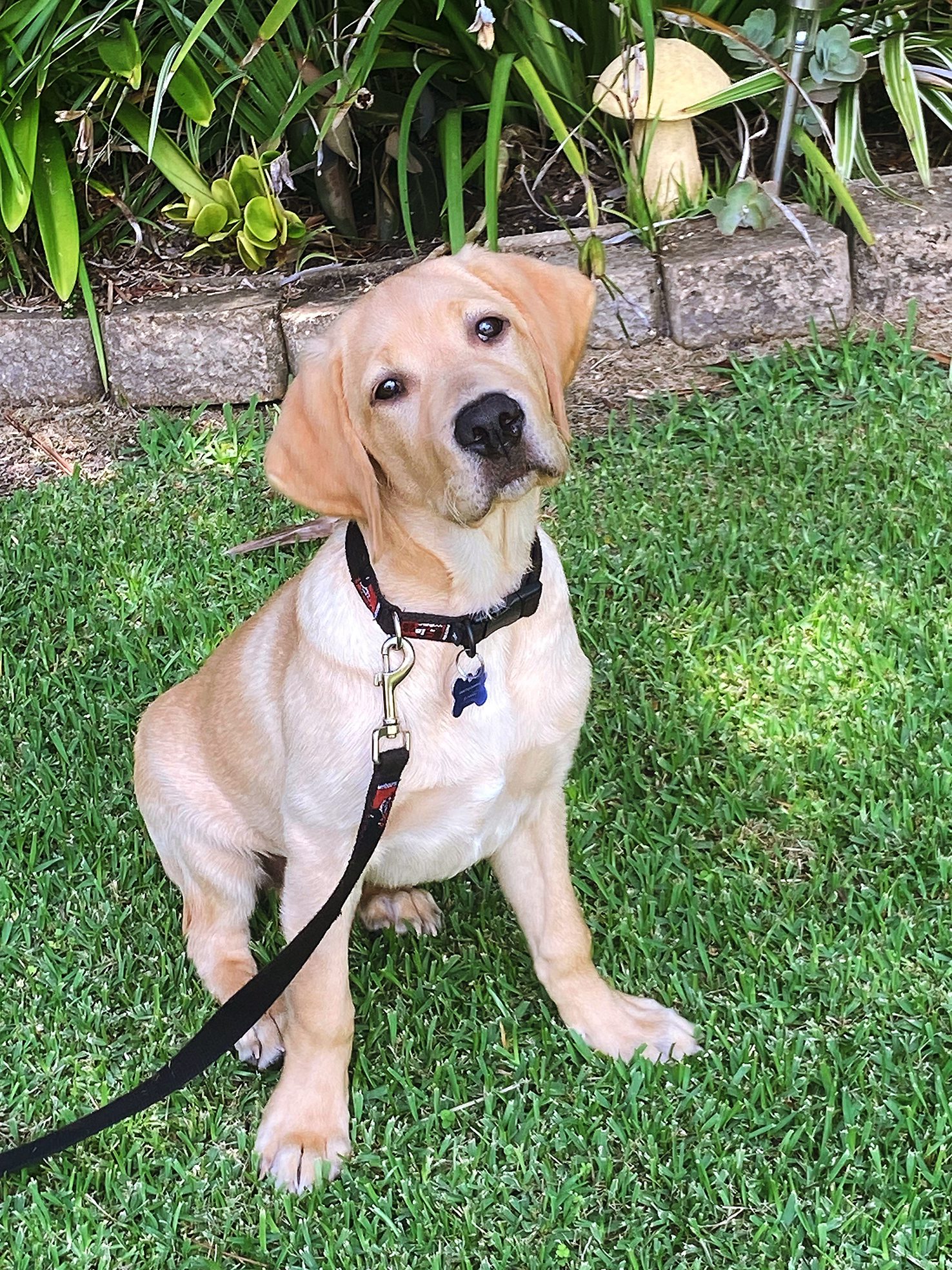 Image of Link sitting on the grass.