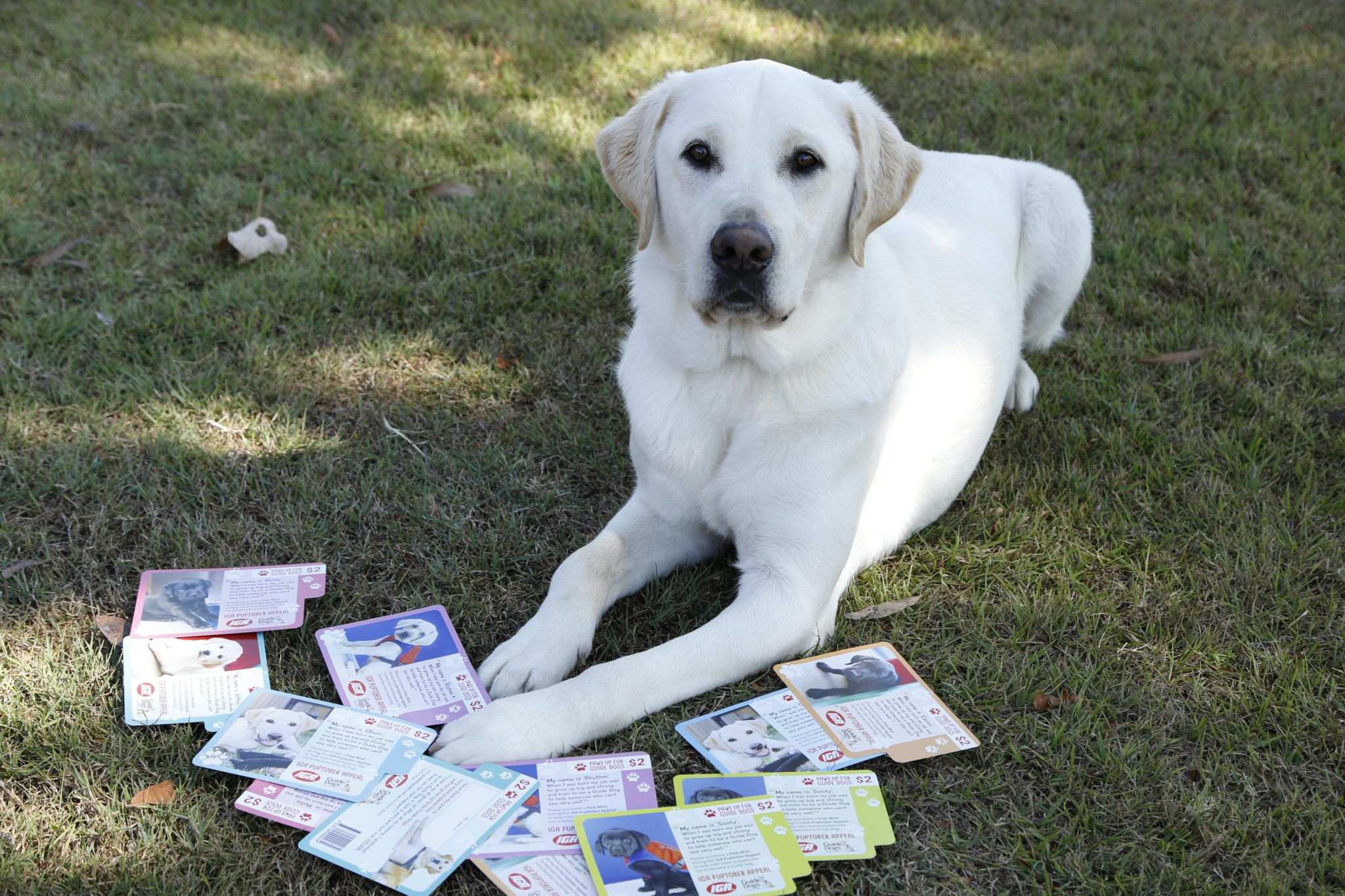 Image of a yellow Guide Dog lying next to several Puptober cards