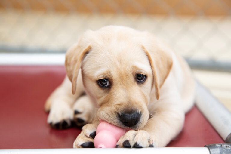 Puppy Sponsorship
