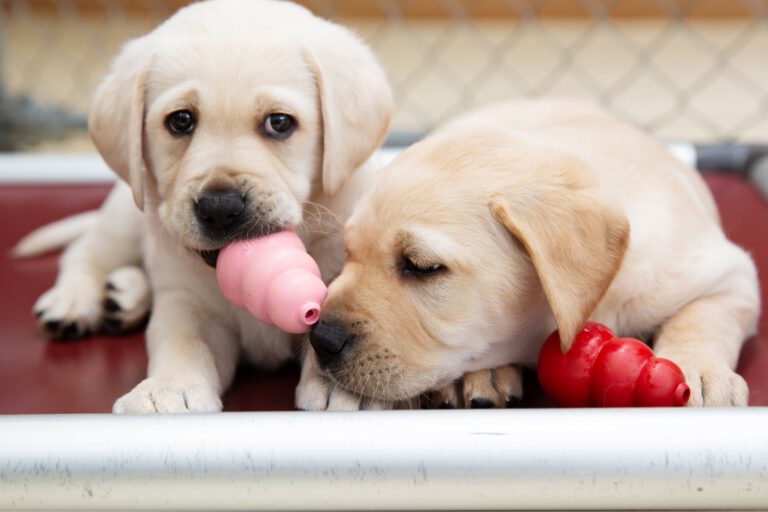 Guide Dogs Shop