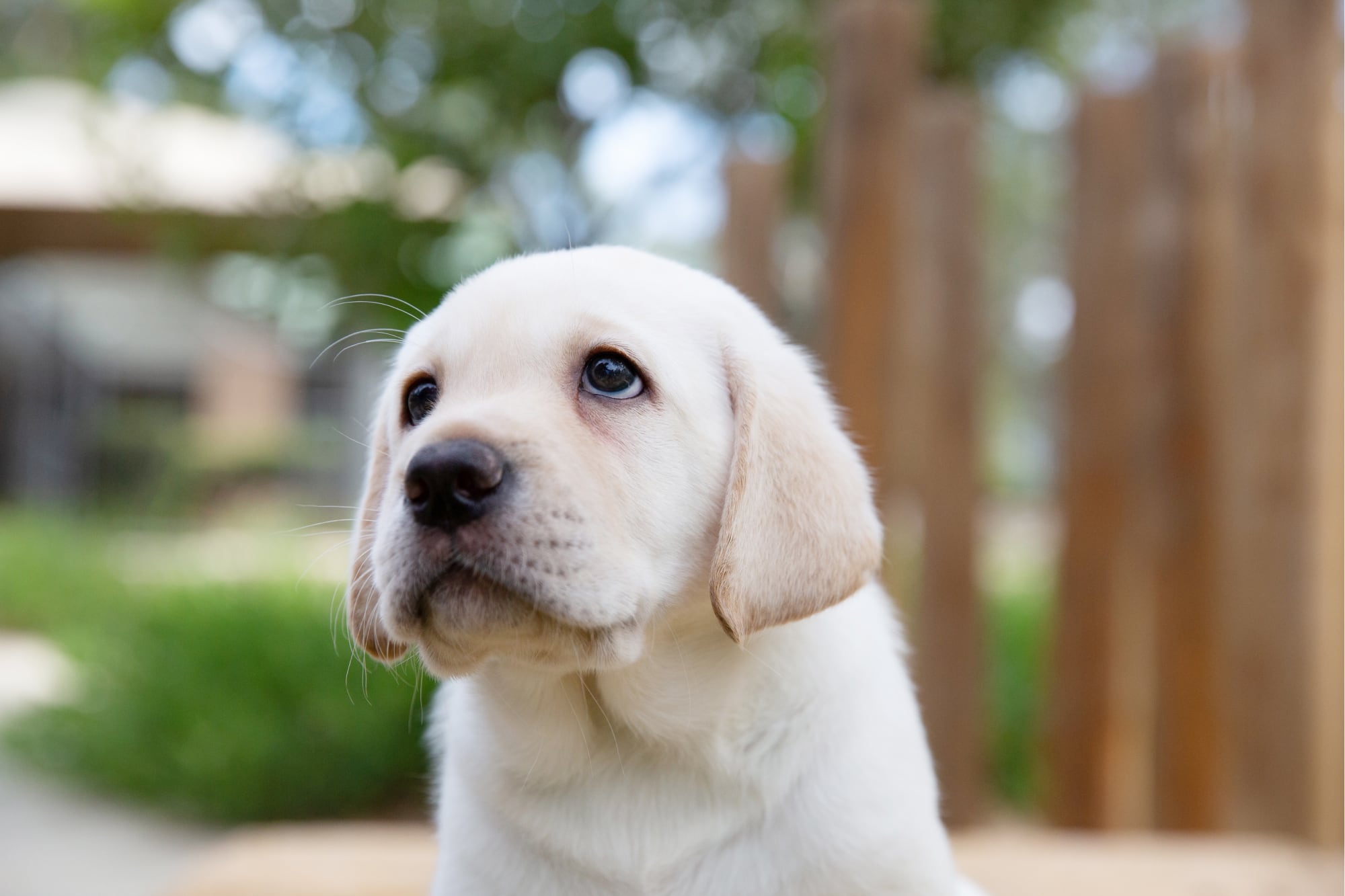 A yellow eight week old labrador puppy standing outside. The puppy is looking to the left of the camera.