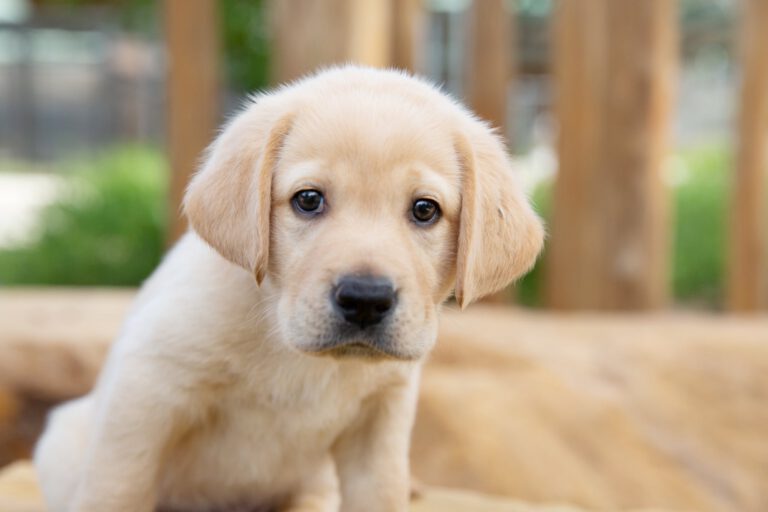 Work at Guide Dogs