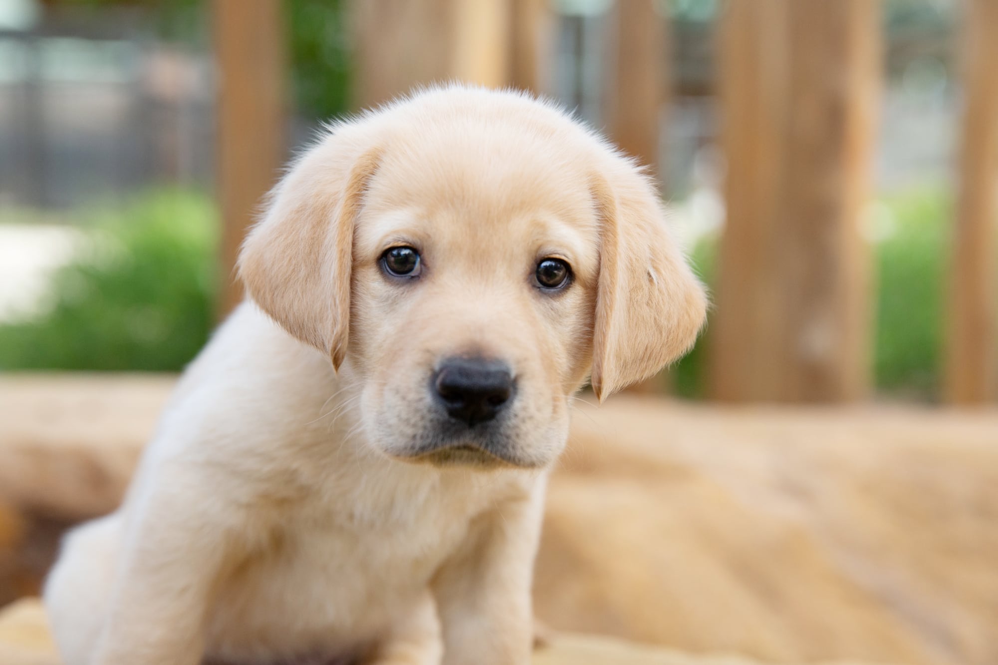 A yellow seven week old labrador puppy sitting outside looking at the camera.
