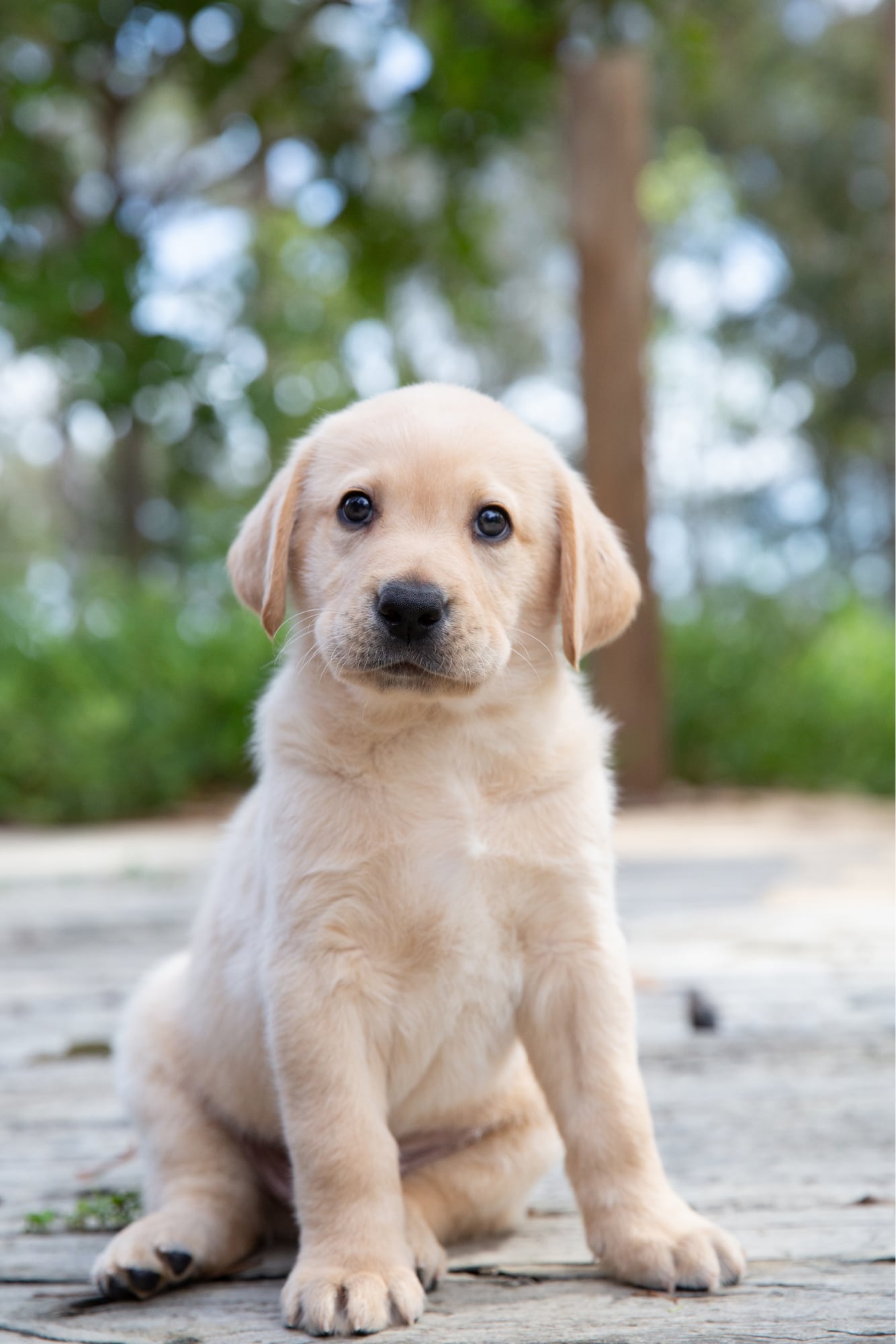 An eight week old yellow labrador puppy
