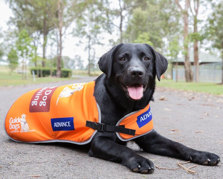 Image of a black Guide Dog lying in a new bright orange coat