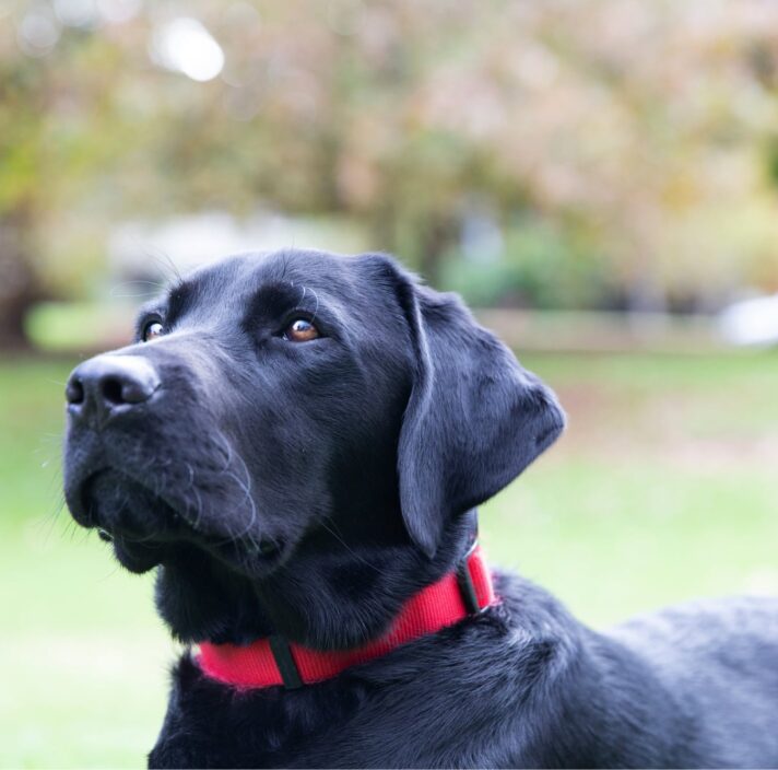 A close up image of a black labrador dogs face.