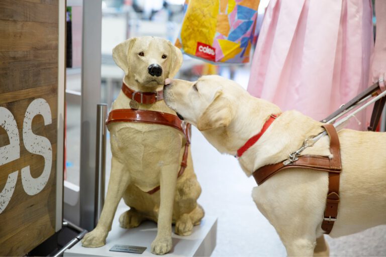 Our Collection Dogs