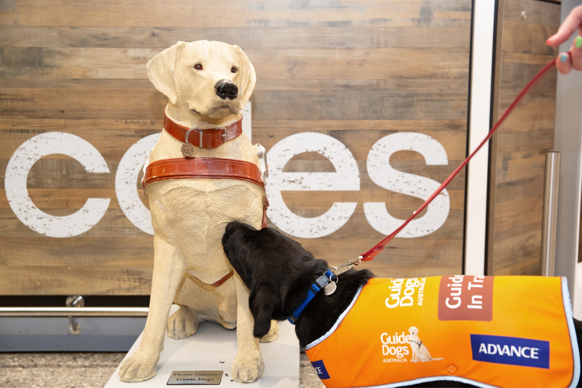 A sixteen week old black labrador puppy in a Guide Dog in Training coat is looking up at a large Guide Dog's collection dog outside a Coles supermarket.