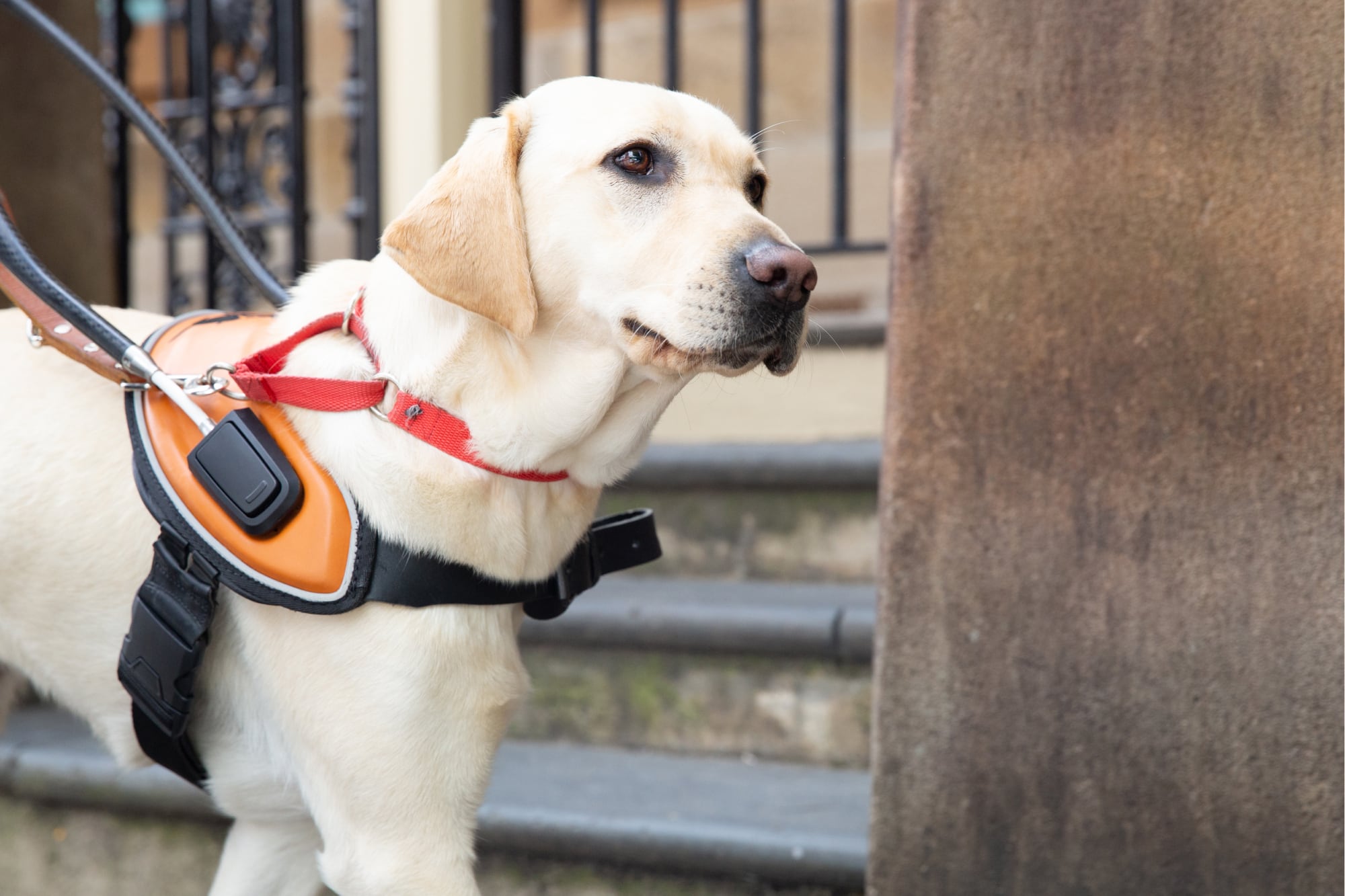 A yellow Guide Dog in harness standing on a footpath.