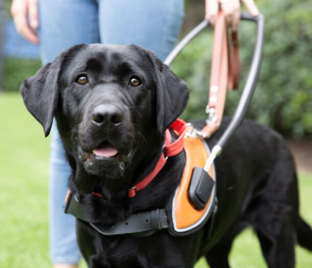 A black Guide Dog in harness standing next it's handler outside on some grass. The Guide Dog is looking at the camera.