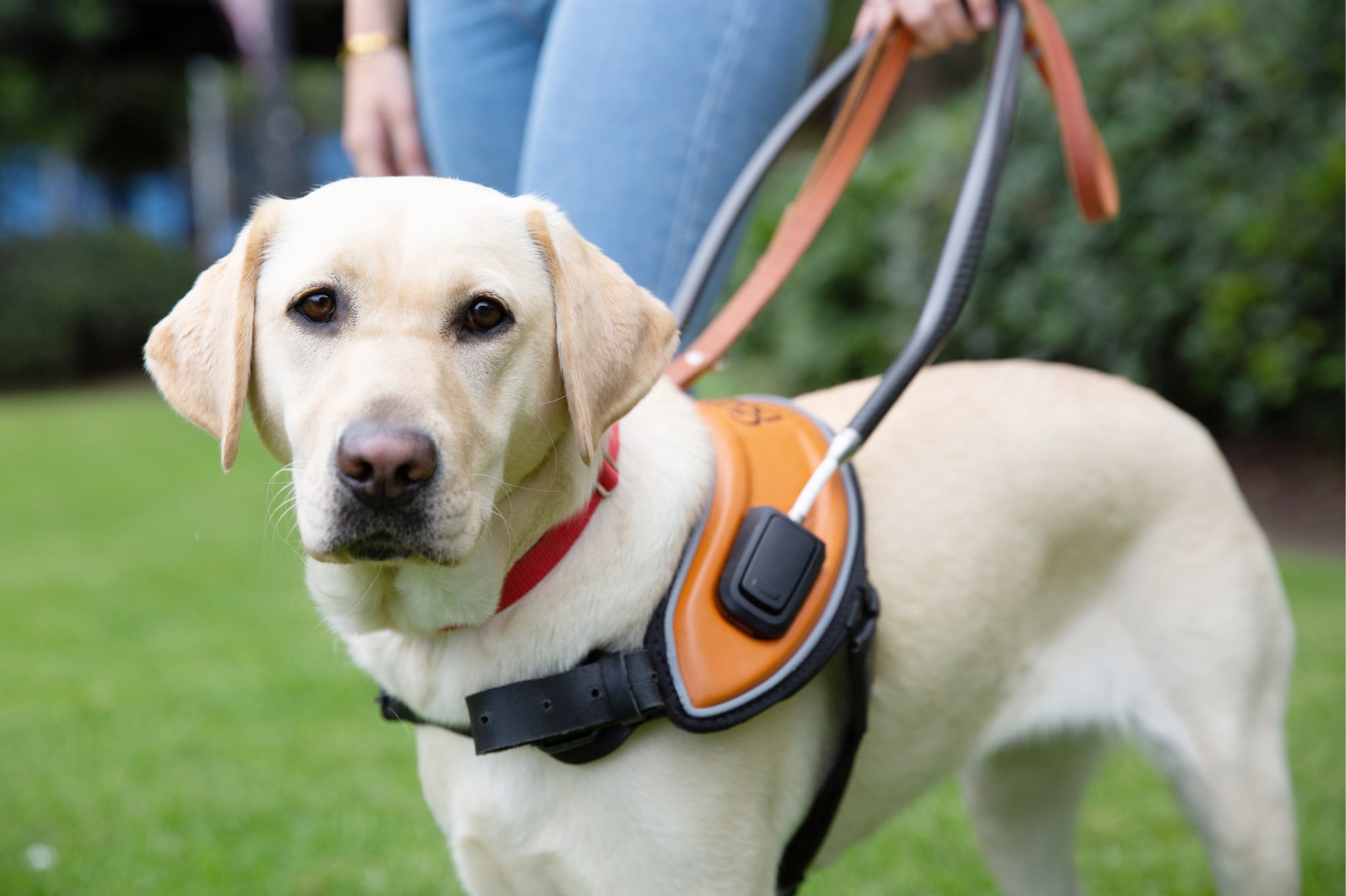 A yellow labrador Guide Dog in harness standing next to its handler. The handler and dog are standing on some grass outside. The image is cut off at the waist of the handler.