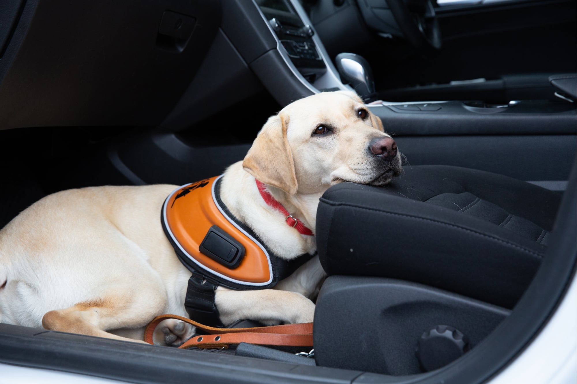 A yellow labrador Guide Dog in harness in the front passenger's footwell of a car. The dog is resting its head on the car seat.