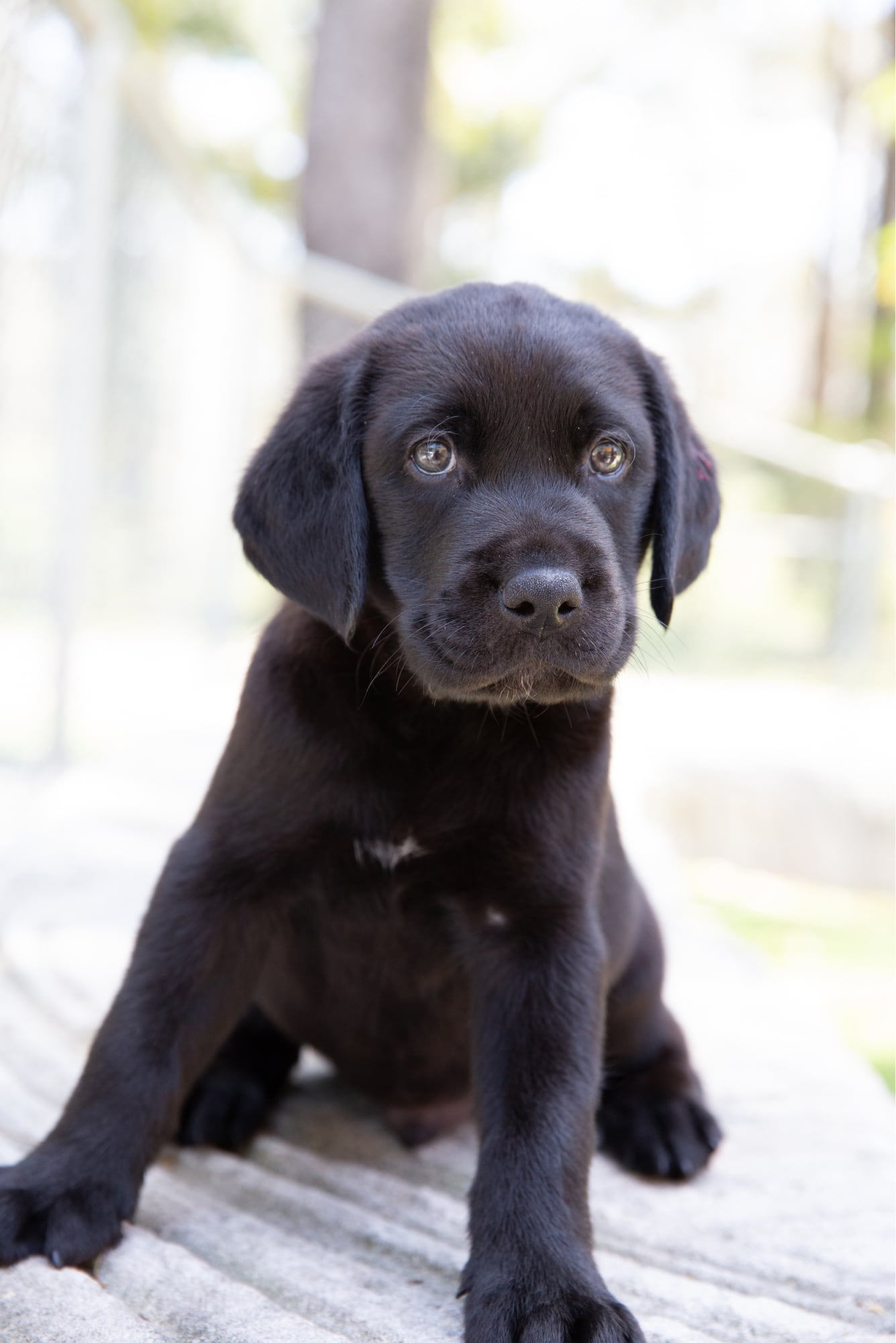 A black eight week old labrador puppy seated outside on its back legs. The puppy is looking at the camera.