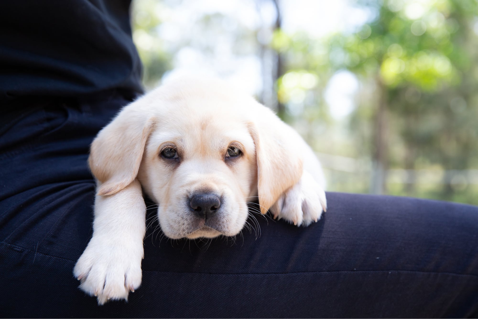 An eight week old yellow labrador puppy resting its head and paws on a person's shoulder.