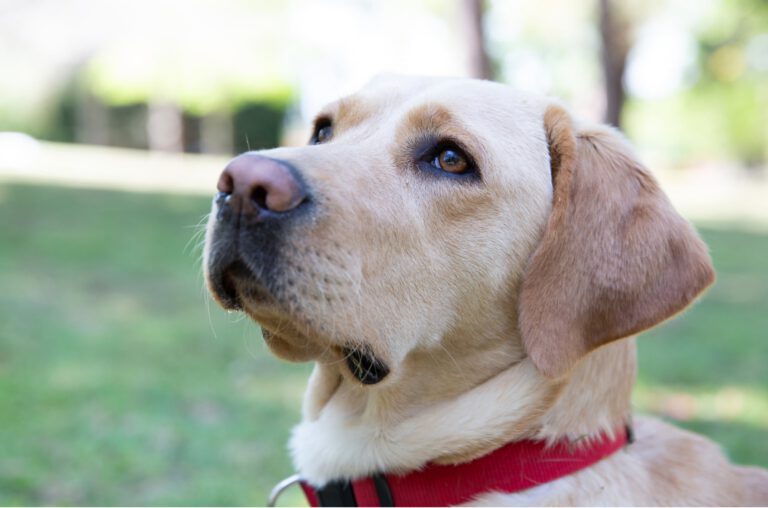 Guide Dogs