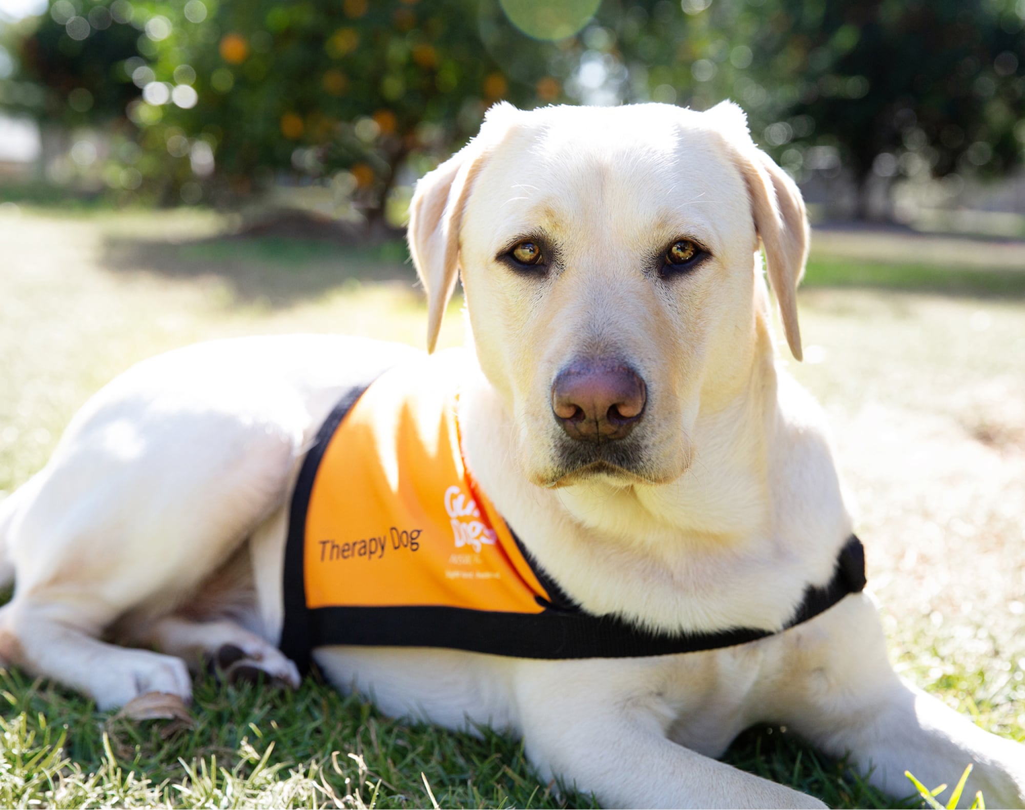 A yellow labrador Therapy Dog sitting outside. The dog is looking at the camera and is wearing an orange Therapy Dog coat.