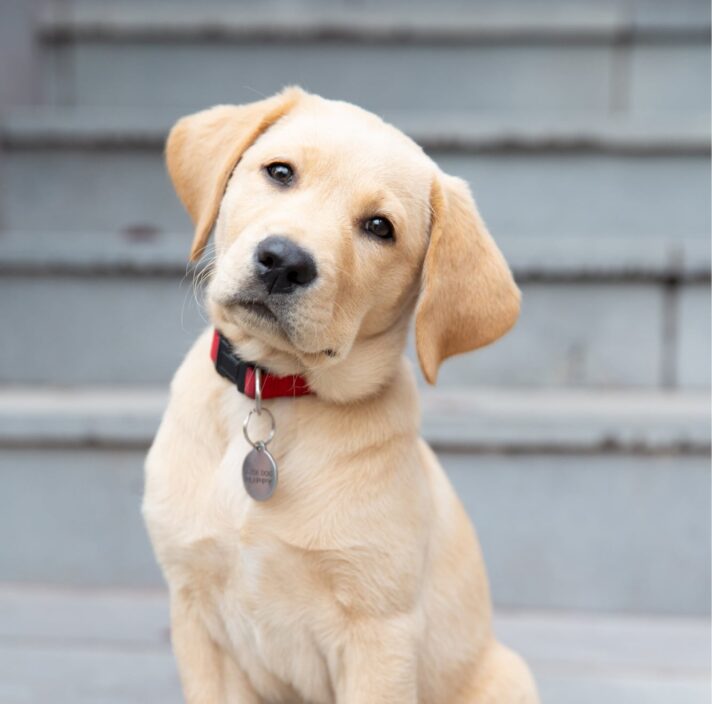 A yellow sixteen week old puppy sitting looking at the camera. The puppy is tilting its head to the right.
