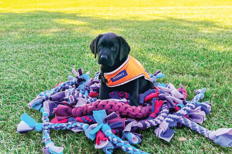 A black labrador puppy wearing an orange training coat is sitting on the grass surrounded by a pile of chew toys.