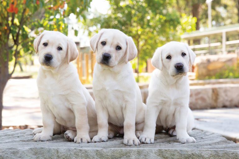 Guide Dogs Shop