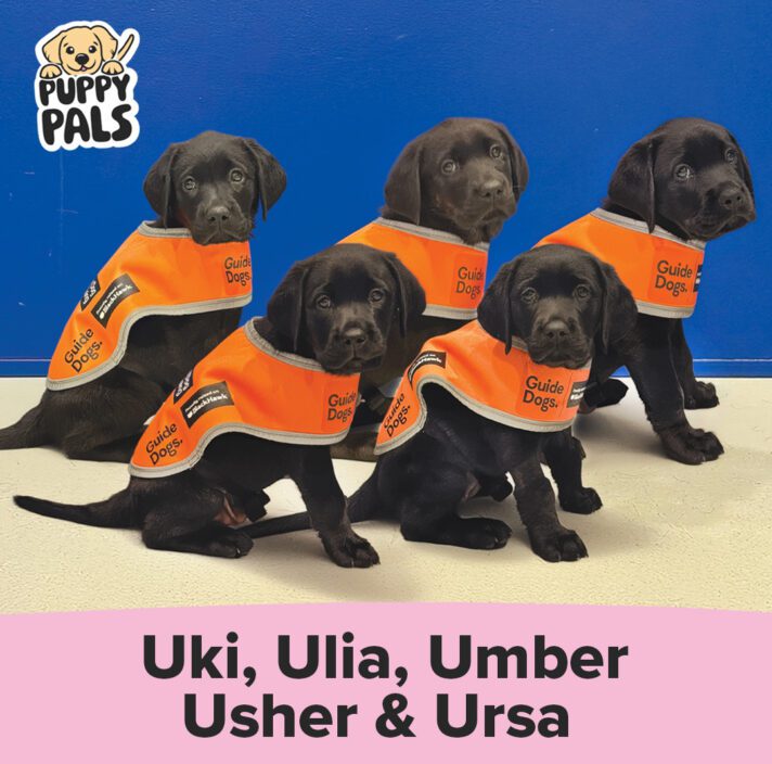 Five black Labrador puppies wearing bright orange 